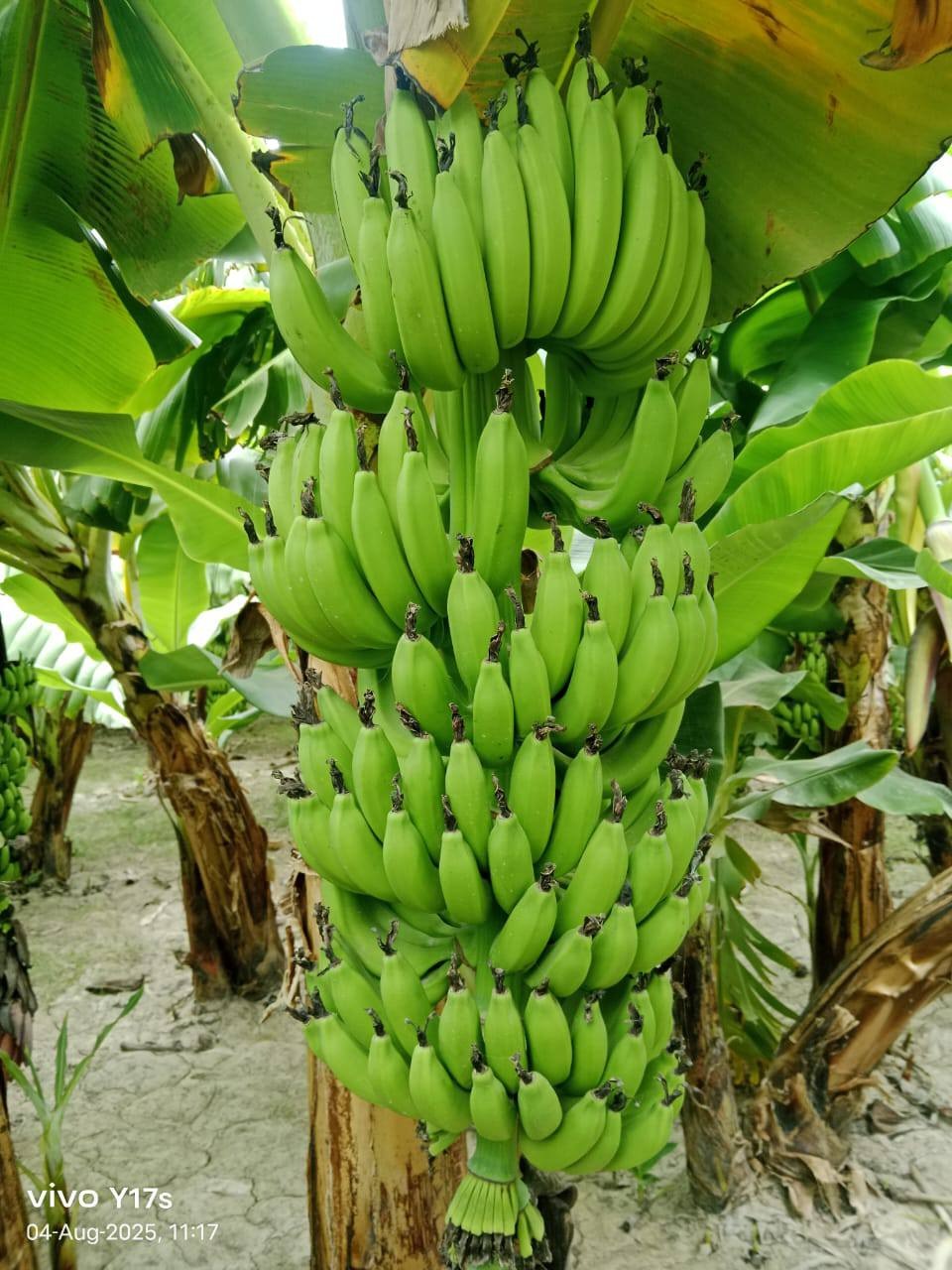 Fresh Green Unripe Banana Bunch