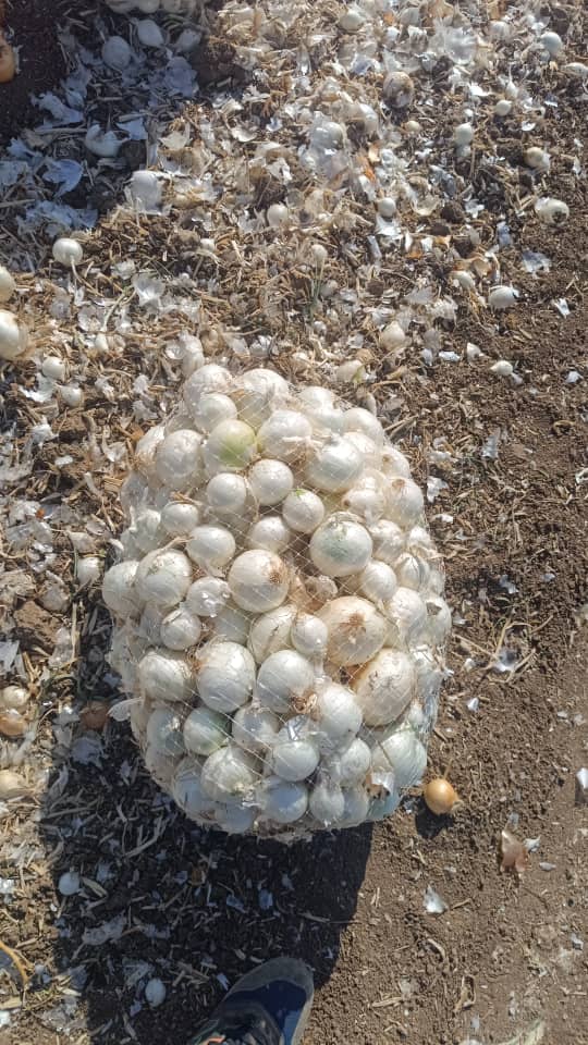Freshly Harvested White Onions in Net Bag