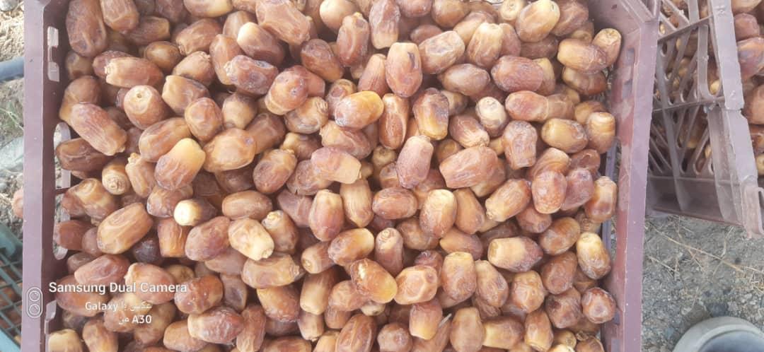 Premium Bulk Light Brown Dates in Crate